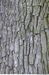 Tree Bark